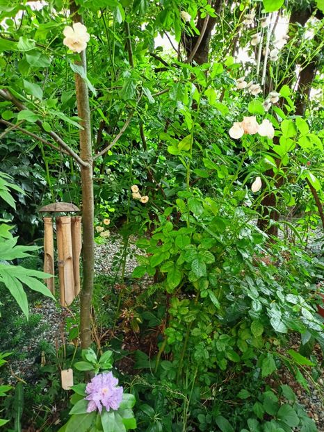  - Grădina 2023 continuare 3