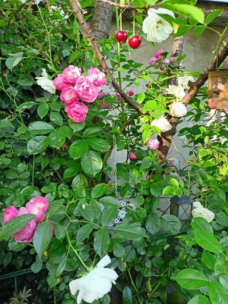  - Grădina 2023 continuare 3