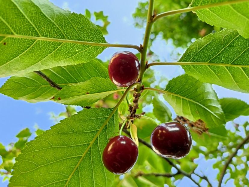 Vișine - Grădina 2023 continuare 3