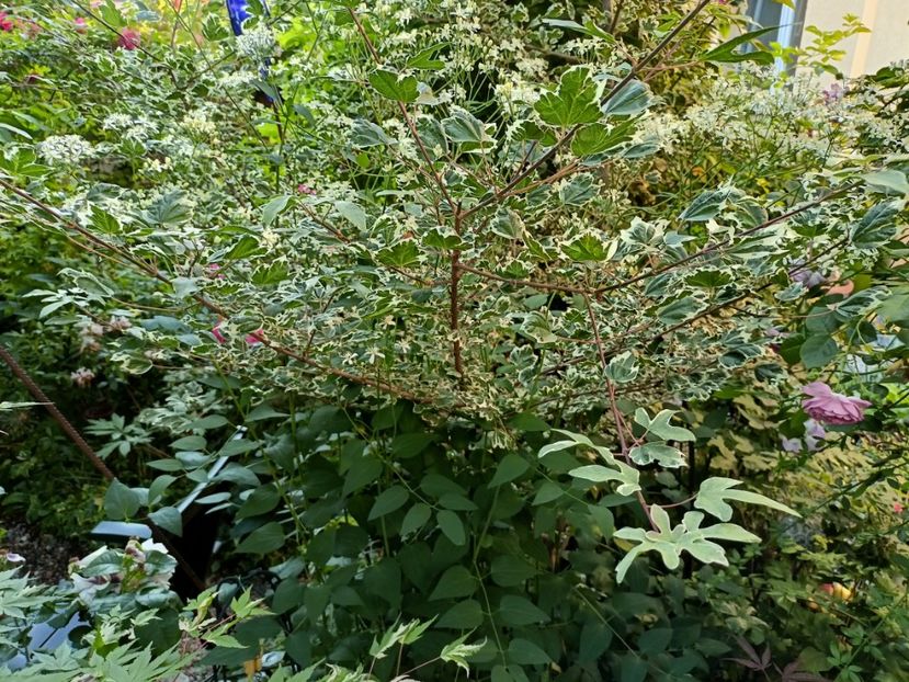  - Grădina 2023 continuare 3