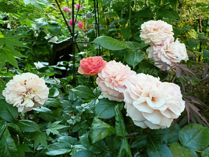  - Grădina 2023 continuare 3