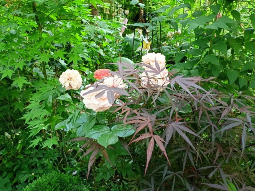  - Grădina 2023 continuare 3