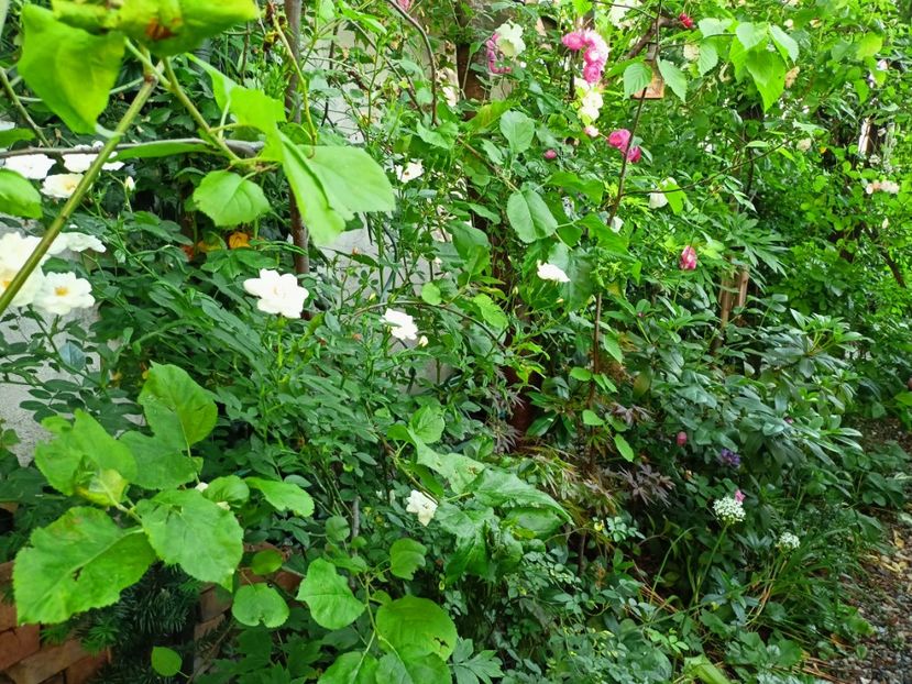  - Grădina 2023 continuare 3