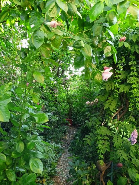  - Grădina 2023 continuare 3