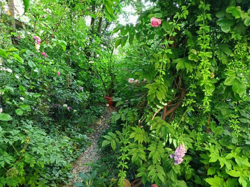  - Grădina 2023 continuare 3