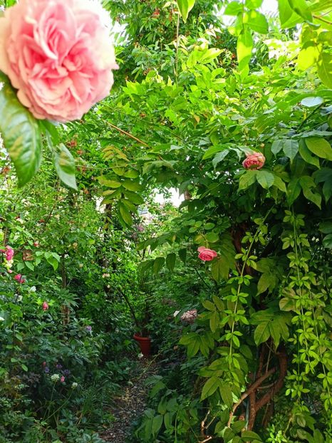  - Grădina 2023 continuare 3