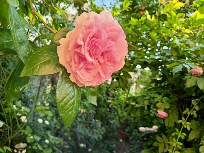  - Grădina 2023 continuare 3