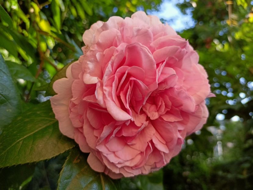 Alexandra Princess de Luxembourg - Grădina 2023 continuare 3