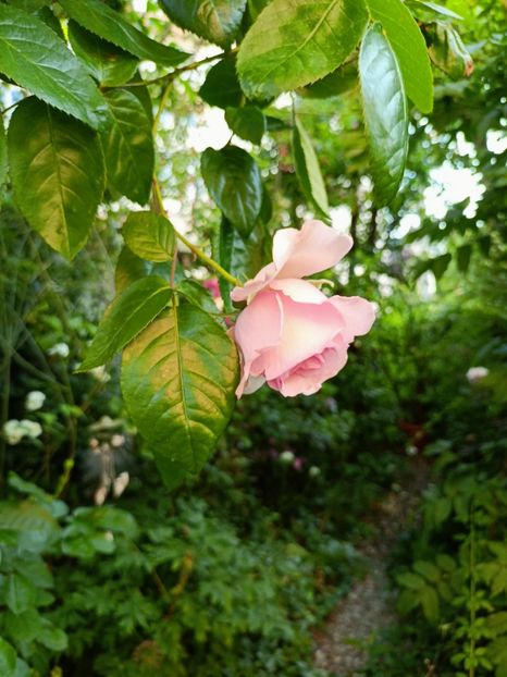 Alexandra Princess de Luxembourg - Grădina 2023 continuare 3