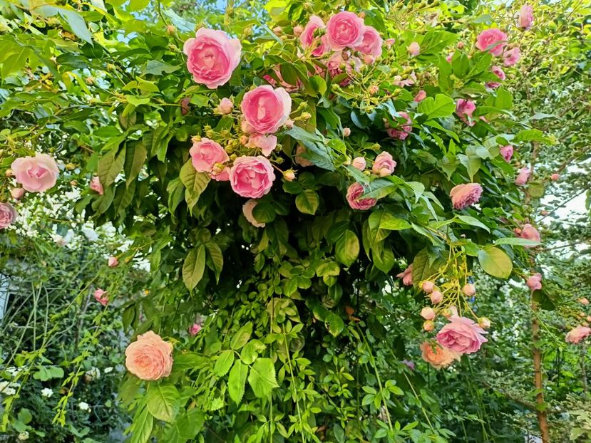  - Grădina 2023 continuare 3