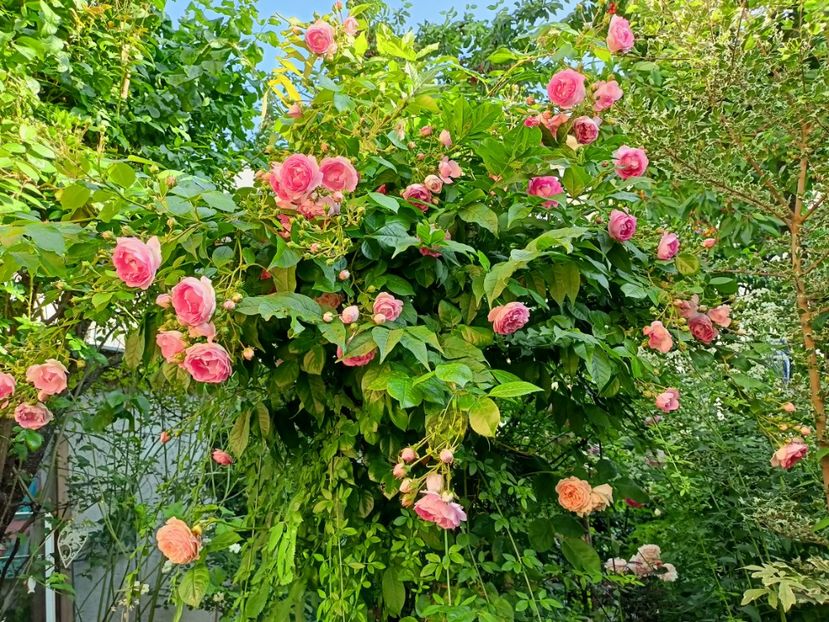  - Grădina 2023 continuare 3