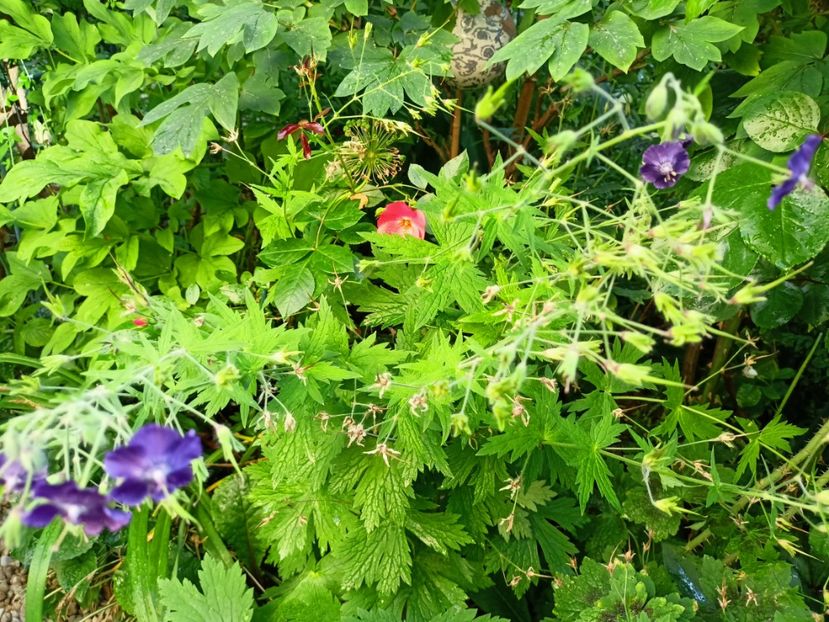  - Grădina 2023 continuare 3