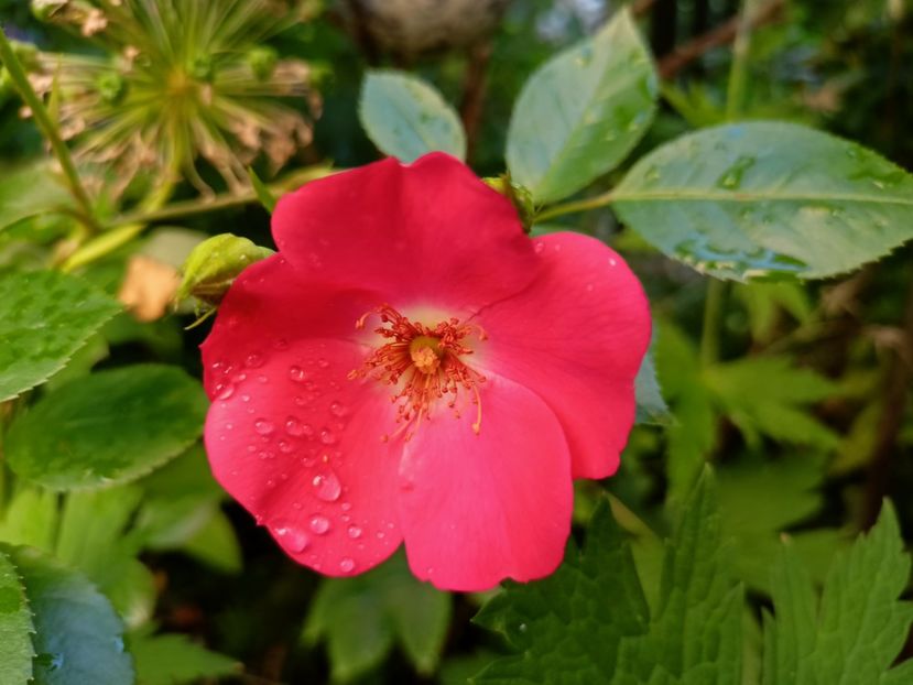 Douceur Normande - Grădina 2023 continuare 3