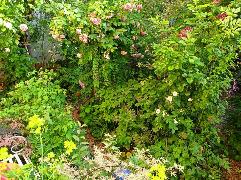  - Grădina 2023 continuare 3