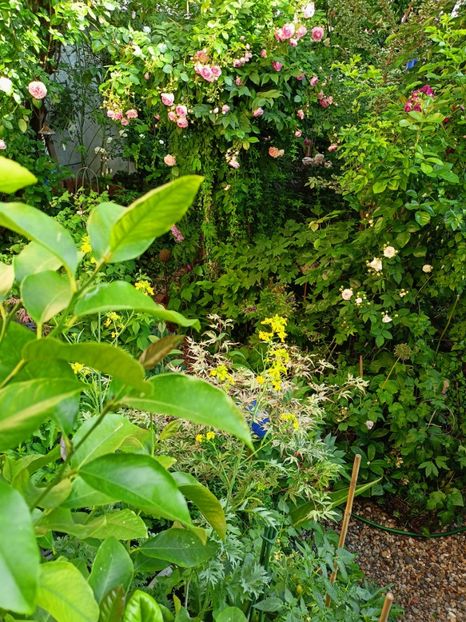  - Grădina 2023 continuare 3