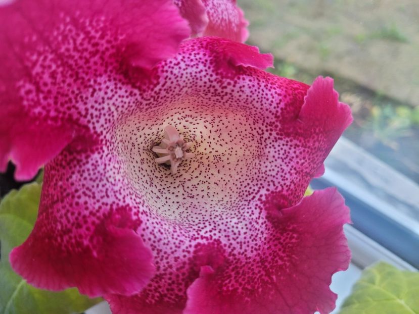 Gloxinia tigrina rosie  - Florile mele din Anglia
