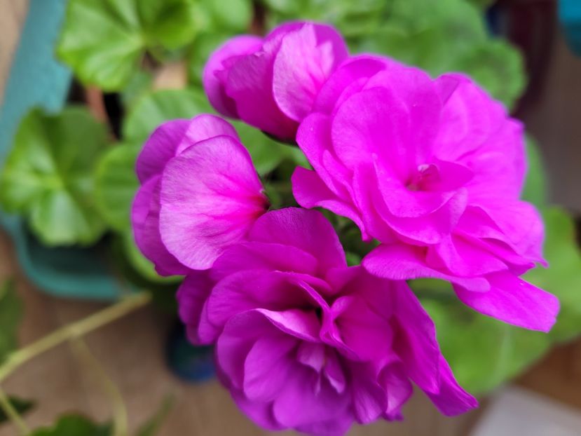 Muscata mov-roz curgătoare  - Florile mele din Anglia