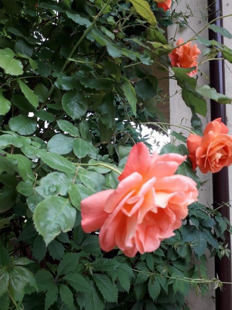 Westerland , Kordes - Trandafiri