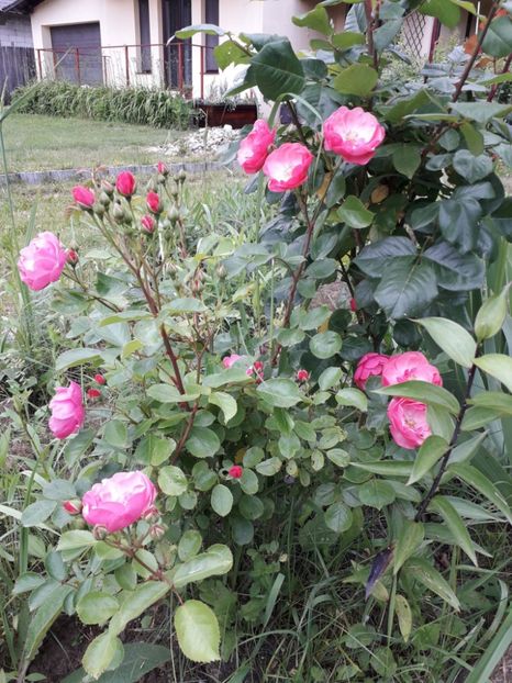 Angela , Kordes - Trandafiri