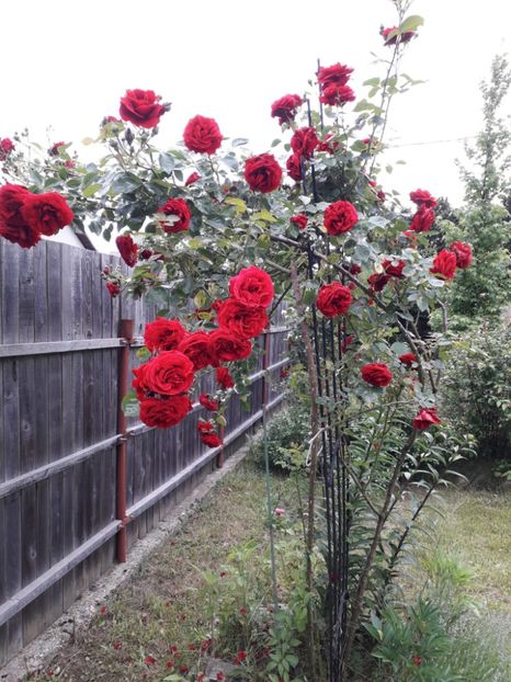 Symphatie , Kordes - Trandafiri