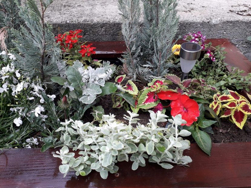 20e46e5a-433f-4621-afdc-2ef285748945 - Alta gradina 2023