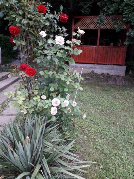 60f67a7d-027e-4a2e-b0fe-a0c494f737ff - Alta gradina 2023