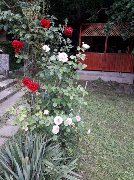 074b4523-bcd3-4e2a-b417-7f7aa31b2c65 - Alta gradina 2023