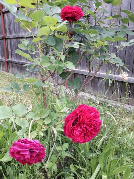 Falstaff , David Austin - Trandafiri