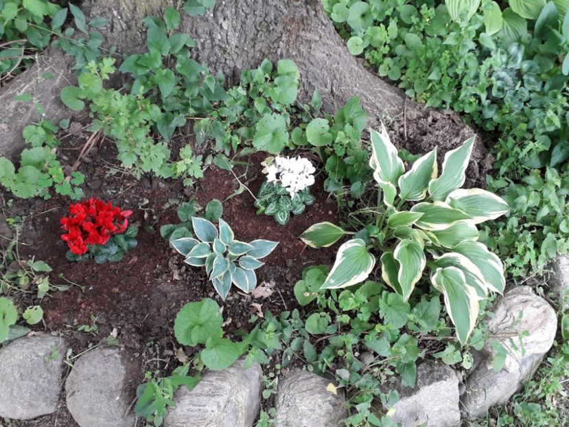 618b6643-1b42-48eb-927d-6f9e2910b117 - Alta gradina 2023