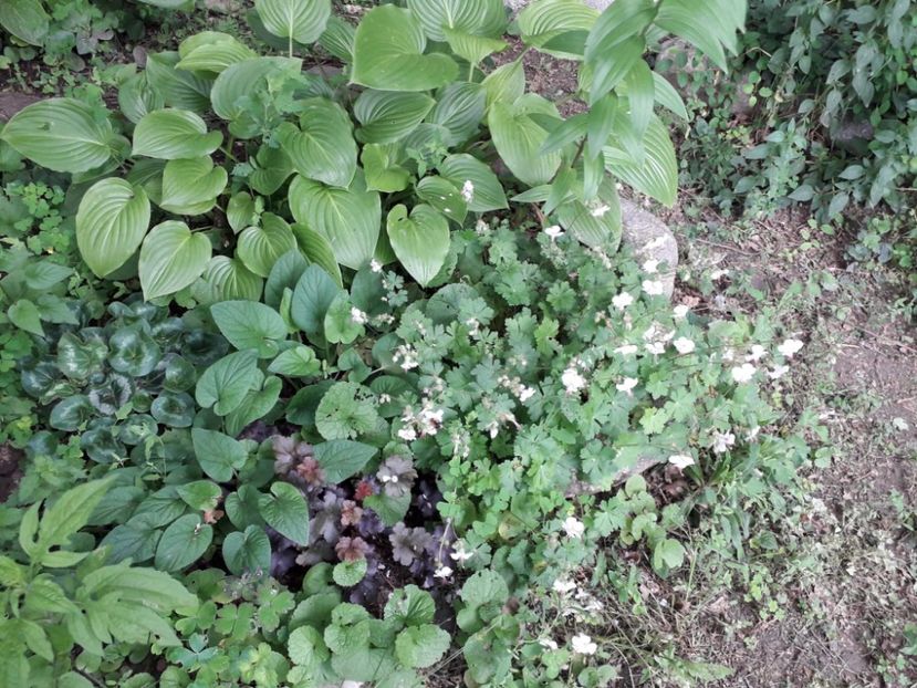 6173cffc-0261-4735-8ae8-a1dcb1a8aead - Alta gradina 2023