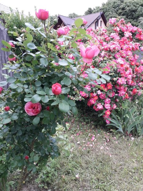 6481a35c-0c68-4379-b4fc-0996b990a11f - Trandafiri