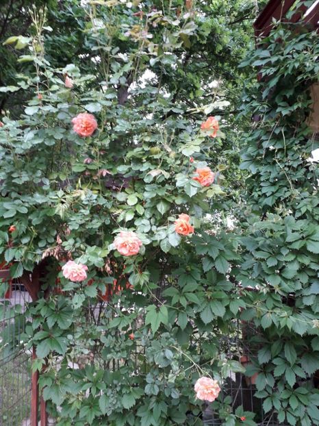 Westerland , Kordes - Trandafiri