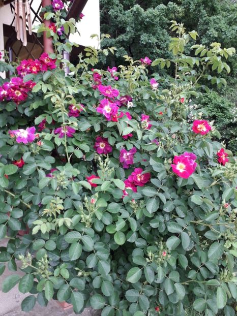 Weg Der Sinne, Kordes - Trandafiri