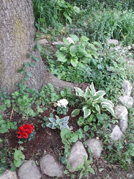 8484087a-0286-44a6-9b55-f3a1ba916480 - Alta gradina 2023