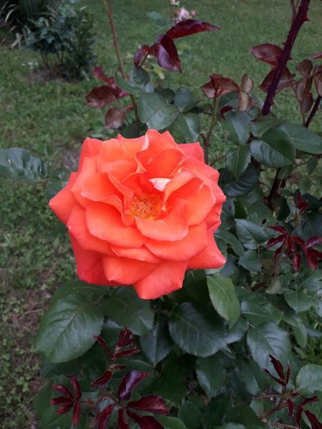 Monica , Tantau - Trandafiri