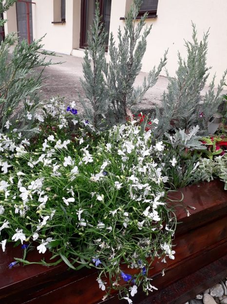 bb0ca513-fde2-483b-914a-e8ba302b9fce - Alta gradina 2023