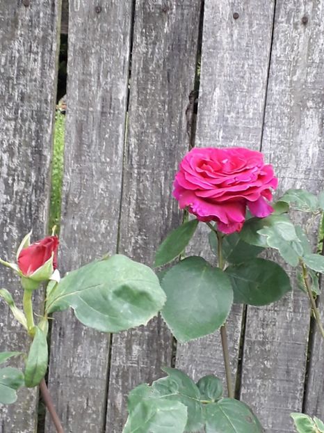 c7ed0e25-e2a2-440e-9415-a05ccaf99b94 - Trandafiri