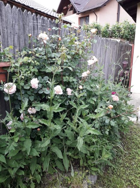 c4958d3c-9084-4b3e-90e5-8521fd249577 - Alta gradina 2023