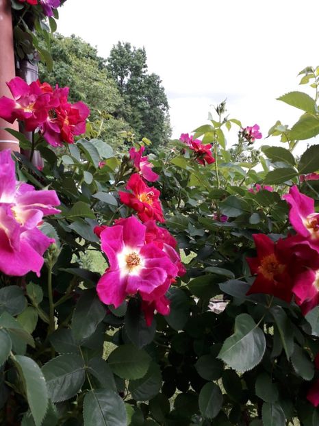 Weg Der Sinne, Kordes - Trandafiri