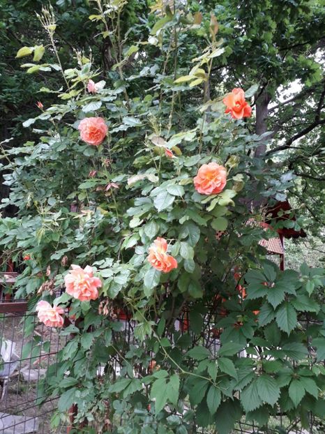 Westerland , Kordes - Trandafiri