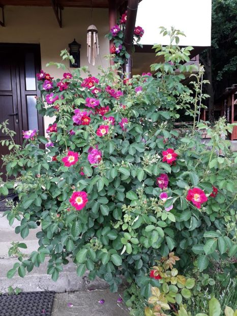 Weg Der Sinne, Kordes - Trandafiri