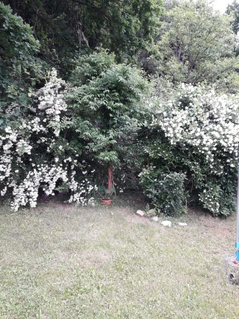 e6be24ce-ef58-449e-99d8-152b5154103b - Alta gradina 2023