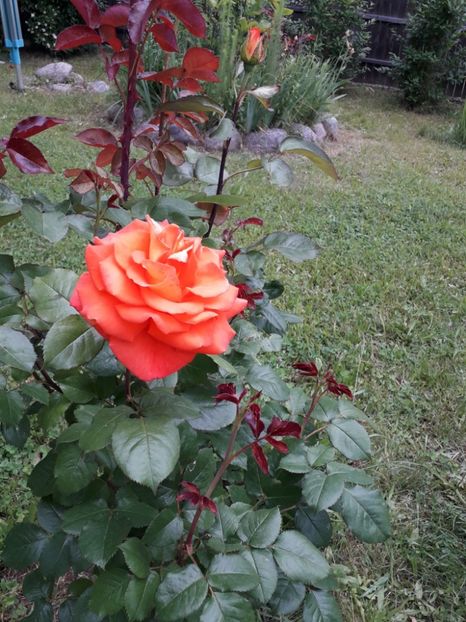 Monica , Tantau - Trandafiri