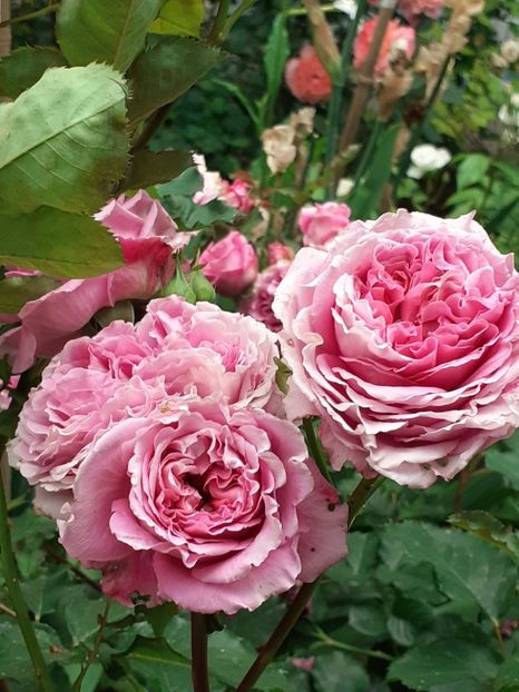  - Agnes 2021 - 2022-2023