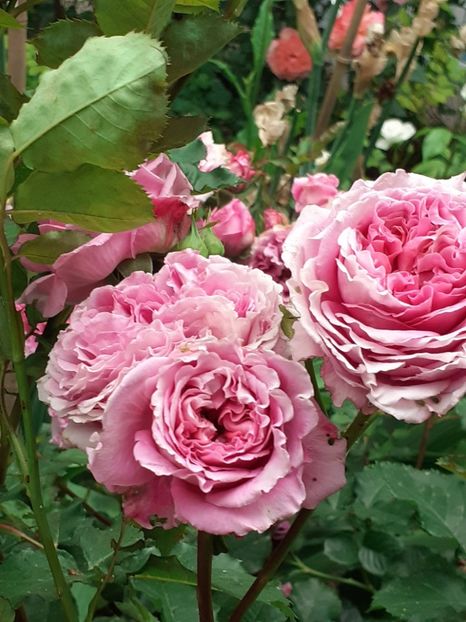  - Agnes 2021 - 2022-2023