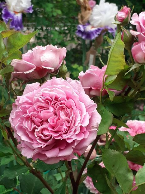  - Agnes 2021 - 2022-2023