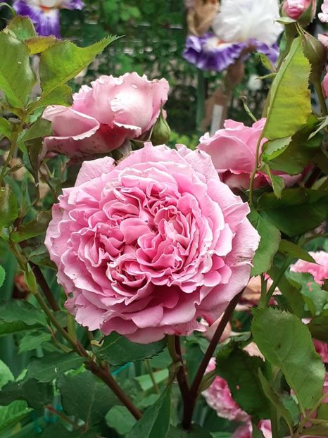  - Agnes 2021 - 2022-2023