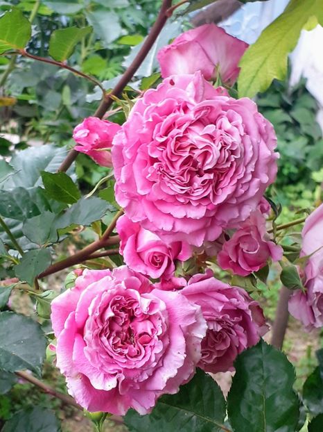 20230603_183427~2 - Agnes 2021 - 2022-2023