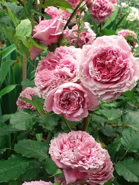 20230603_183438(0) - Agnes 2021 - 2022-2023