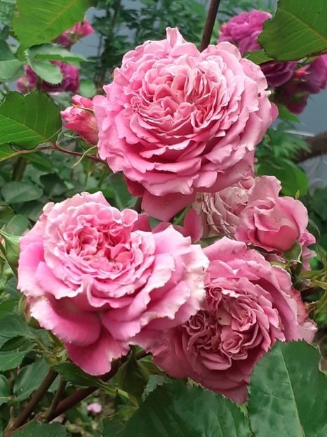  - Agnes 2021 - 2022-2023